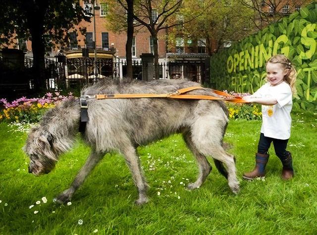 巨型犬的标准_巨型犬家庭日常_巨型犬饲养